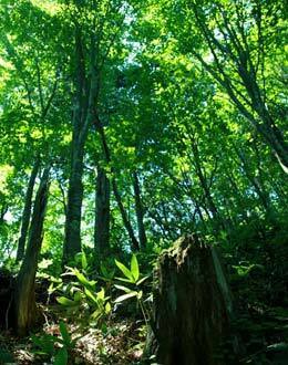 袴腰岳 登山道